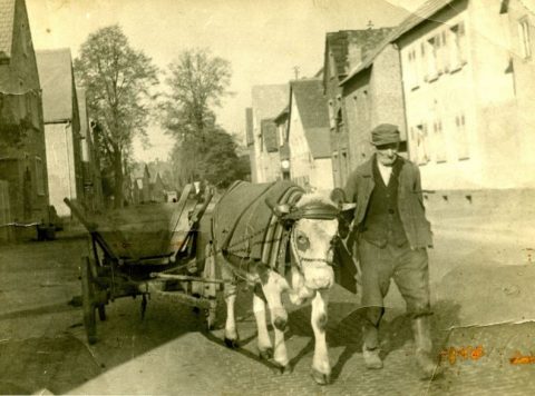 Das Foto zeigt den Bauern Josef Glaab mit seinem Kuhfuhrwerk auf der Hauptstraße. Von Autos ist weit und breit nichts zu sehen. Geschichtsverein Kleinostheim