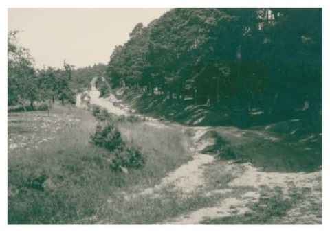 Damals ein Weg am Waldrand, heute dicht bebaut: Das Foto zeigt den Hirschpfad um 1950.